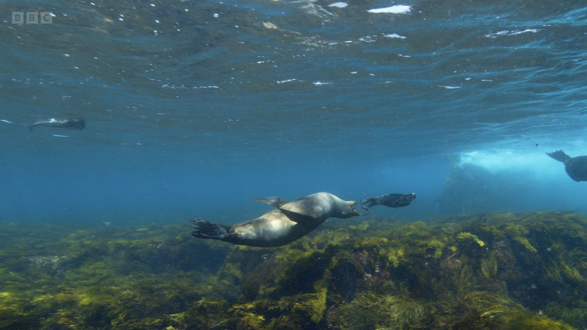 Galápagos sea lion (Zalophus wollebaeki) as shown in A Perfect Planet - Oceans
